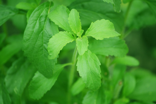 stevia-74187_1280-1