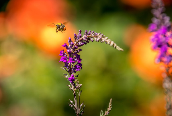 purple-toadflax-7264367_1920