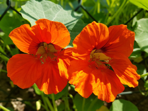 nasturtium-2443555_1920