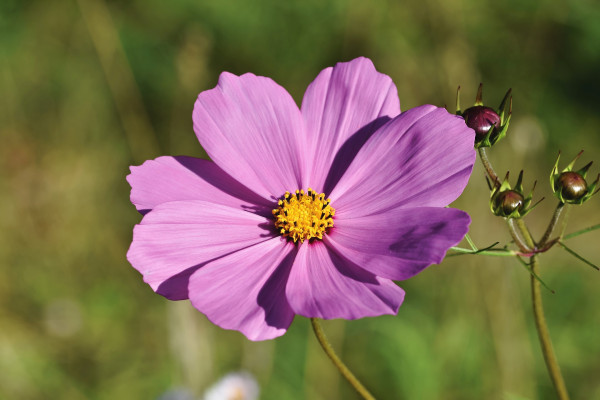 cosmea-6602670_1920