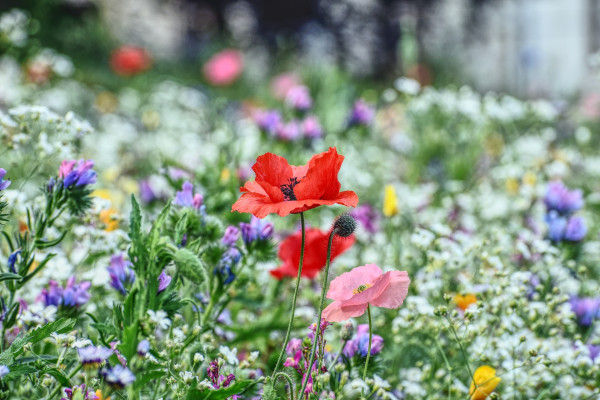 flower-meadow-5431038_1920