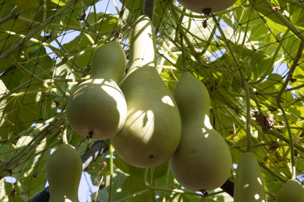 2400-bottle-gourd-green-that-farmers-grow-to-sell-and-cook-as-a-vegetable-that-is-sweet-and-delicious-it-can-cook-a-variety-of-dishes-that-are-popular-with-asians