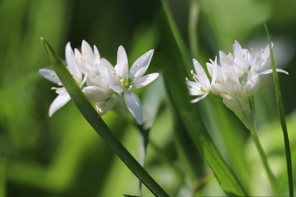 wild-garlic-7160404_1920