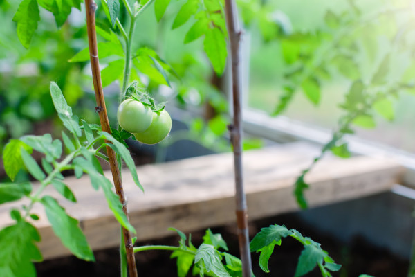 large-young-green-tomato-fruits-growing-on-a-bush-on-a-bed-in-a-greenhouse-on-a-farm