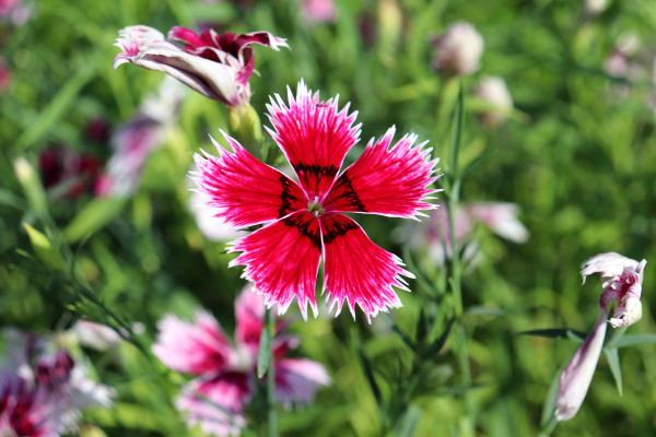 2400-a-bright-pink-carnation-flower-with-white-edges-on-the-petals-and-black-stripes-in-the-middle-in-a-flower-bed-horizontal-photo-close-up