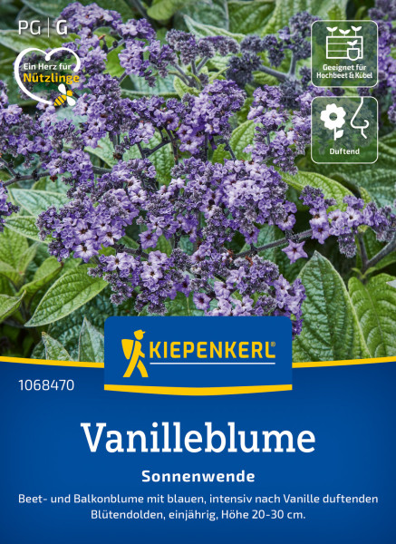 Kiepenkerl Vanilleblume Sonnenwende