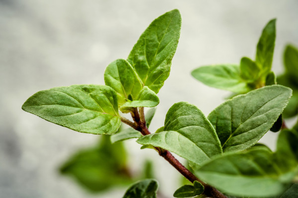 2400-fresh-oregano-leaves