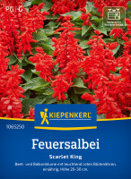 Kiepenkerl Feuersalbei Scarlet King