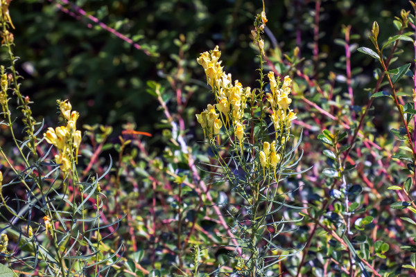 2400-linaria-vulgaris-common-toadflax-yellow-wild-flowers-flowering-on-the-meadow-small-plants-in-bloom-in-the-green-grass-1