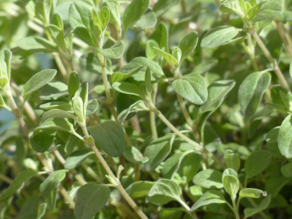 marjoram-115353_1920-1