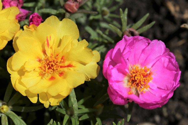 moss-rose-3396017_1920qdzN5PWgZHtSA