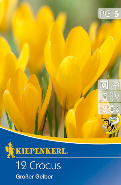 Produktfoto von Kiepenkerl Großblumiger Krokus Großer Gelber mit leuchtend gelben Blumen vor unscharfem Hintergrund und Verpackungsinformationen.