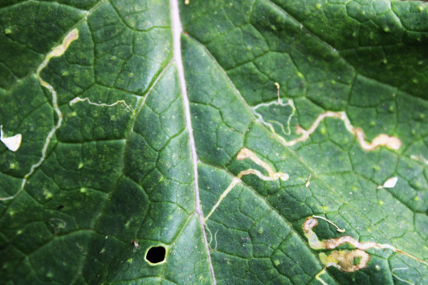 large-mustard-plant-leaf