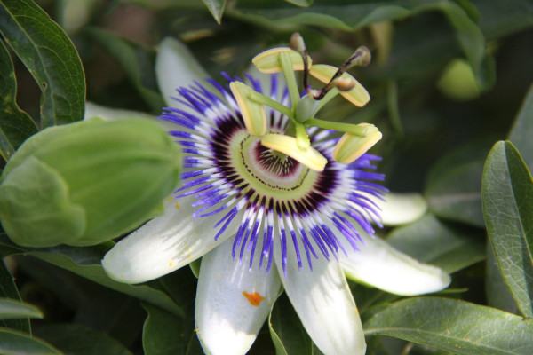 passion-flower-3589864_1920