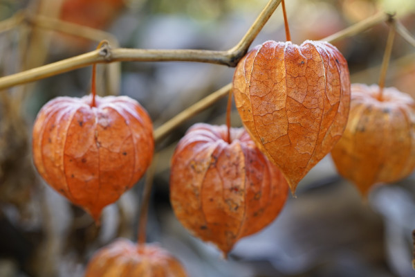 physalis-6899496_1920