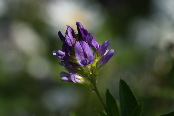 2400-alfalfa-flower-or-lucerne