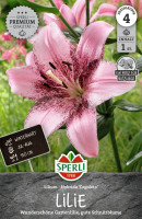 Sperli Lilie Congoleto