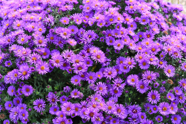 large-japanese-aster-or-kalimeris-incisa-flowers
