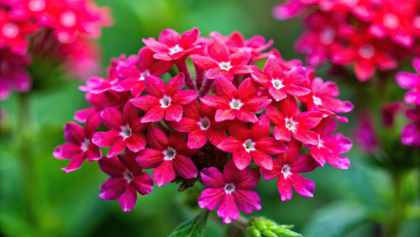 2400-pink-velvet-verbena-with-red-star-shaped-flowers