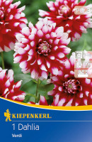 Kiepenkerl Grünlaubige Beetdahlie Verdi