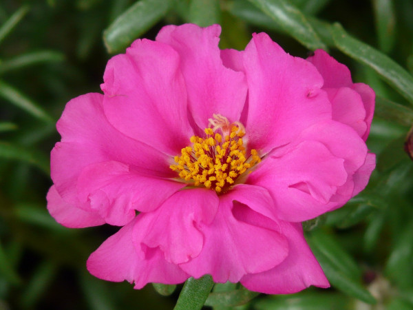 purslane-florets-9205_1920eYbqwRyUUhEe1