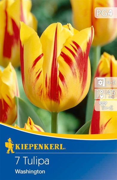 Produktbild von Kiepenkerl Triumphtulpe Washington mit gelb-roten Blüten und Verpackungsinformationen wie Pflanzanleitung und Höhenangaben.