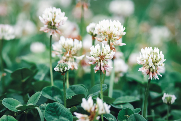 2400-white-clover-flowering-trifolium-repens-flowers-closeup