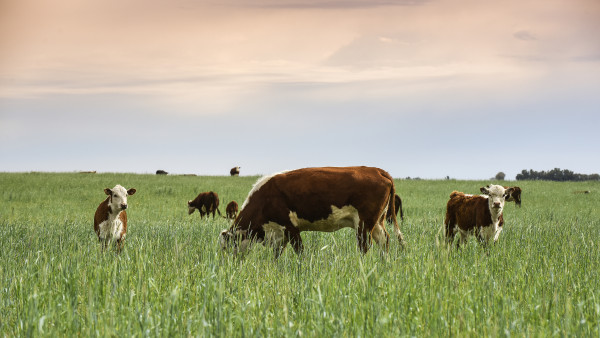 large-cattle-raising-with-natural-pastures-in-pampas-countryside-la-pampa-province-patagonia-argentina