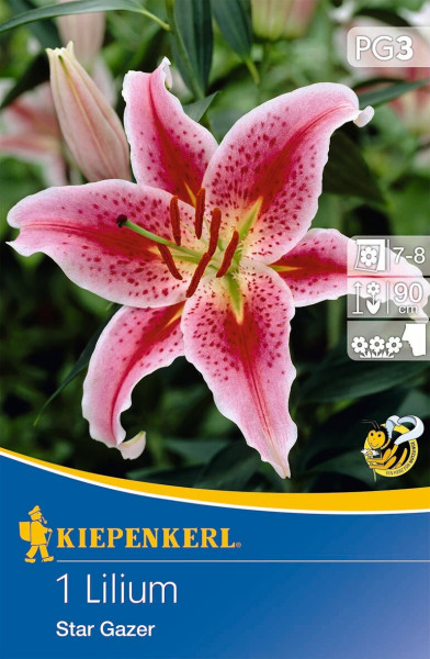 Produktbild einer Kiepenkerl Verpackung für die Oriental-Lilie Stargazer mit Abbildung der pinken Blume und Angaben zur Pflanzzeit und Wuchshöhe.