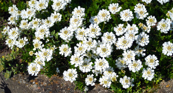 stone-herb-4966690_1920