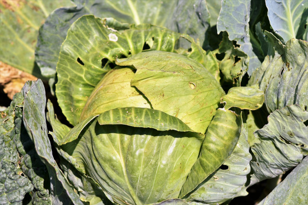 white-cabbage-3696964_1920