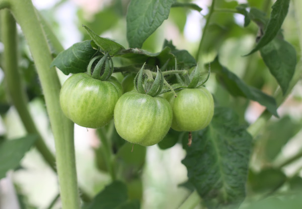 large-unripe-tomatoes-in-the-greenhouse