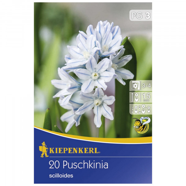 Produktbild von Kiepenkerl mit 20 Puschkinia scilloides Blumenzwiebeln und Informationen zu Pflanzzeit Blütezeit und Wuchshöhe