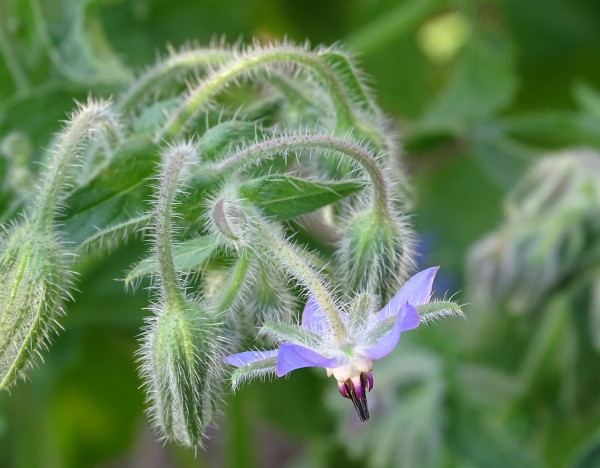 borage-3595337_1280