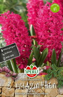 Sperli Hyazinthe Jan Bos