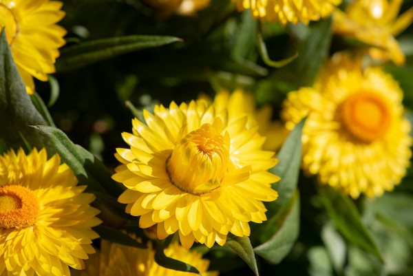 everlasting-flowers-5301765_1920