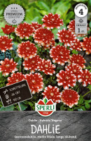 Sperli Dahlie Nagano