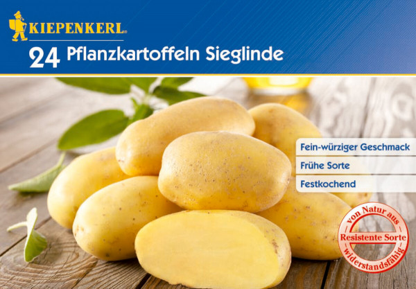 Produktbild von Kiepenkerl Pflanzkartoffel Sieglinde mit mehreren Kartoffeln und beschreibenden Texten wie fein-würziger Geschmack fruhe Sorte festkochend sowie dem Siegel von Natur aus resistente Sorte.