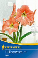 Kiepenkerl Ritterstern Amaryllis Lachs