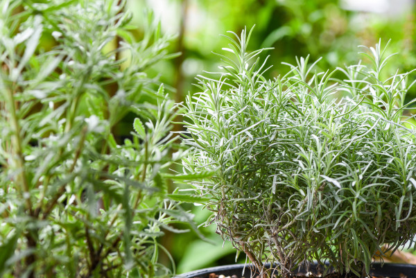 large-rosemary-plant-leaves-in-the-garden-nature-green-background-white-rosmarinus-officinalis-herb-and-ingredient-for-food