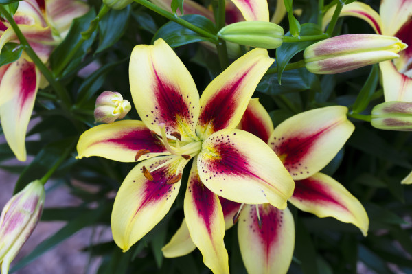 2400-amaryllis-isolated-on-background-spring-and-wonderful-natural-flowers