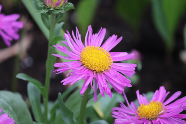 summer-aster-5909145_1920