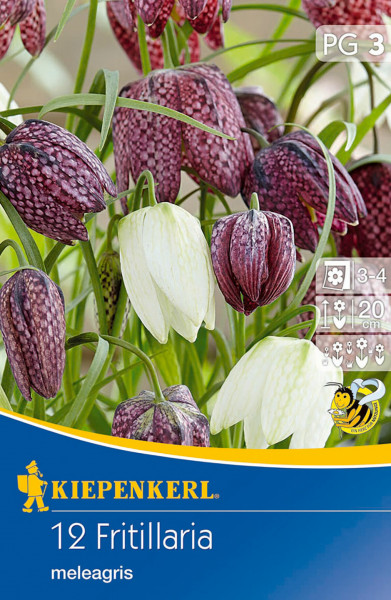 Produktbild von Kiepenkerl Schachbrettblume Mischung mit Abbildung mehrerer roter und weißer Blüten mit Pflanzinformationen auf der Verpackung.