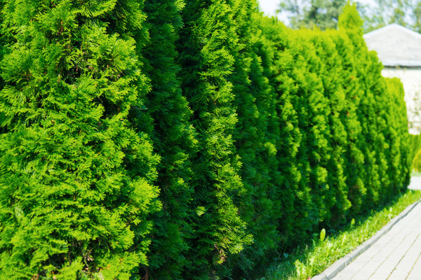 large-thuja-at-the-road-in-the-summer-decorative-thuya-1