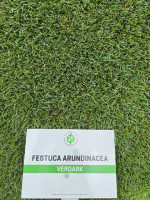 Einzelsaat Festuca arundinacea (Rohrschwingel) Großpackung