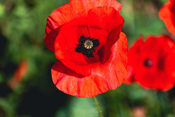 2400-poppy-head-at-springtime-in-a-garden-papaver-rhoeas-ranunculales-1