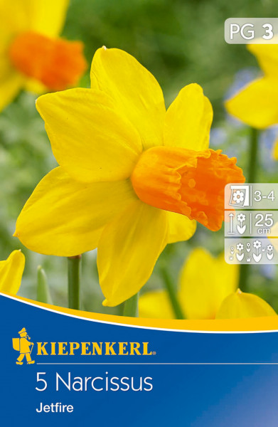Produktbild von Kiepenkerl Narzisse Jetfire mit Nahaufnahme der gelben Blüten vor unscharfem Grünpflanzenhintergrund und Verpackungsinformationen