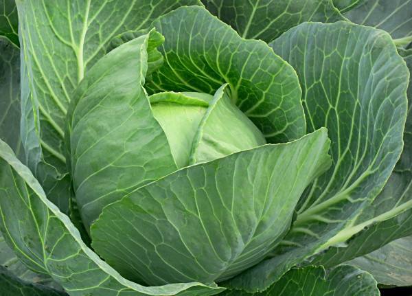 vegetables-8265646_1920