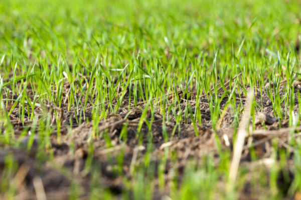 2400-young-grass-plants-close-up