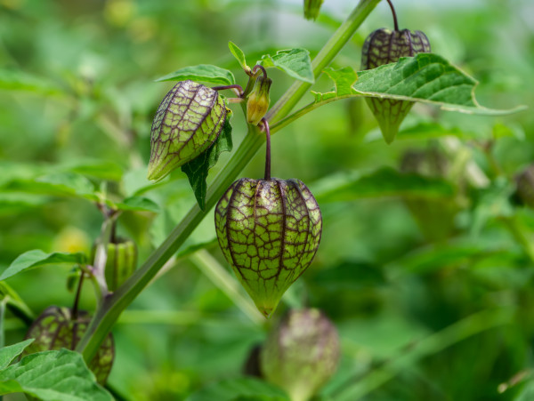 2400-hogweed-or-ground-cherry